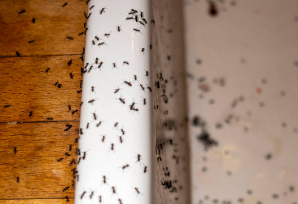 Best Cockroach Control Services  in Earlysville, VA